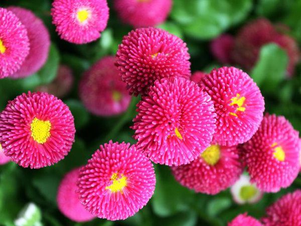 雏菊草花.jpg