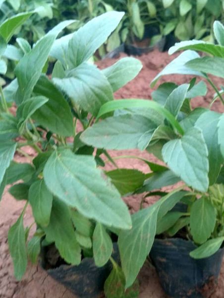 草花鼠尾草 (2).jpg