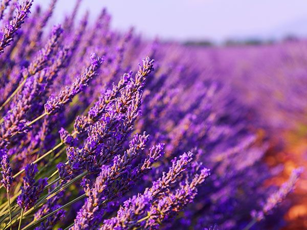 景观花海