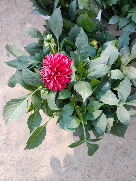 小丽花