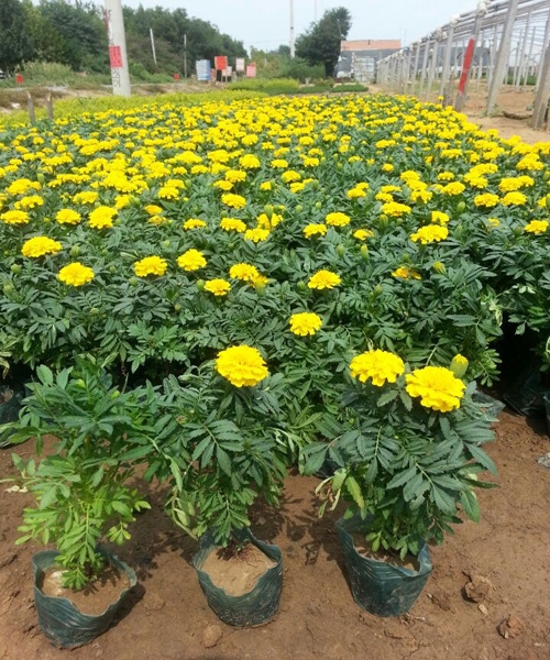 青州草花小苗批发