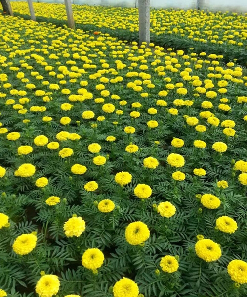 青州草花小苗批发基地