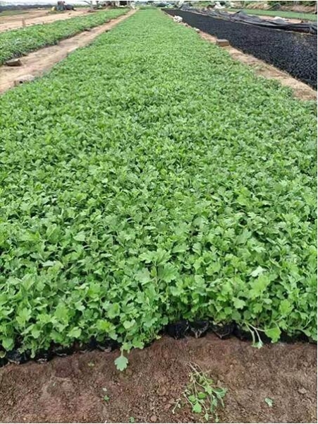 宿根地被花卉批发出售