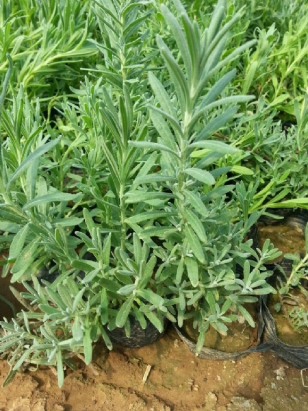 青州草花小苗批发